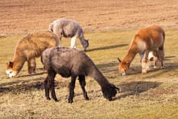 Alpaca, Gebele & Tufandang Tour