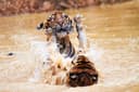 Tiger Park & Promthem Cape Sunset Tour