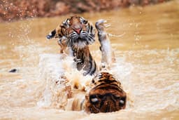 Tiger Park & Promthem Cape Sunset Tour