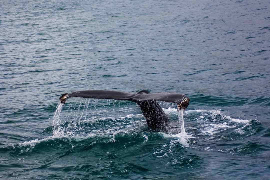 Shared Whale Watching Tour in Cape Town media 1