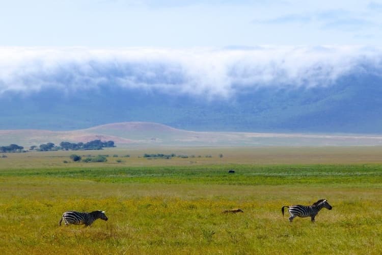 Ngorongoro Crater Full day game drive from Tarangire media 1