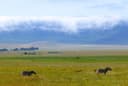 Ngorongoro Crater Half day game drive from Tarangire