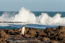 Phillip Island Penguin Parade Tour