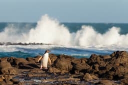 Phillip Island Penguin Parade Tour