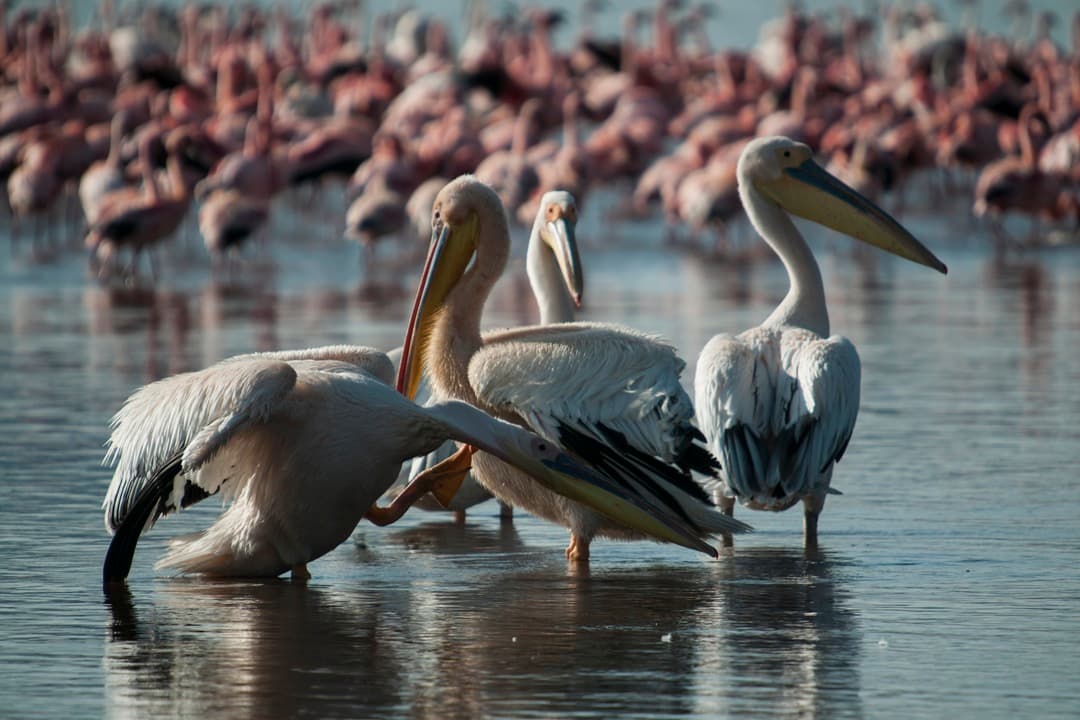 Flamingo Watching at Lake Nakuru media 1