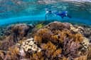 Scuba Diving