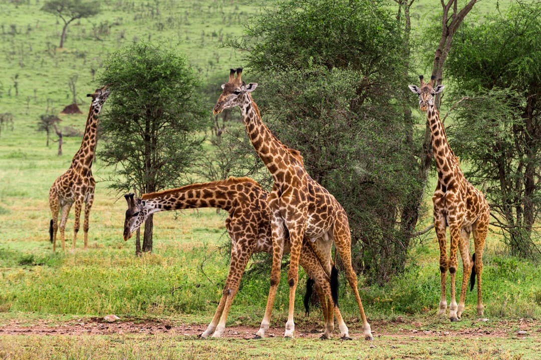 Giraffe Center & Elephant Orphanage Tour media 1