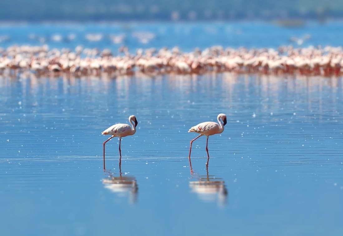 https://lykke-public-assets.s3.amazonaws.com/media/images/destination/2/kenya-card-10.webp