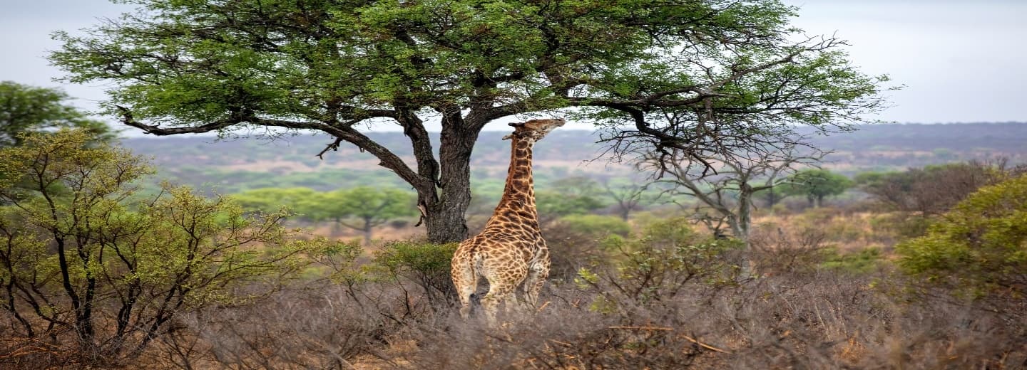 South Africa