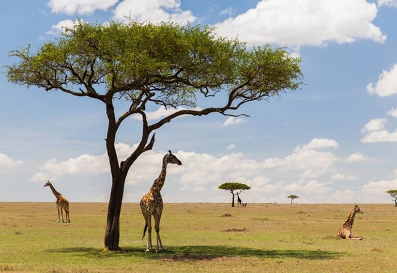https://lykke-public-assets.s3.amazonaws.com/media/images/destination/41/tanzania-card-10.webp