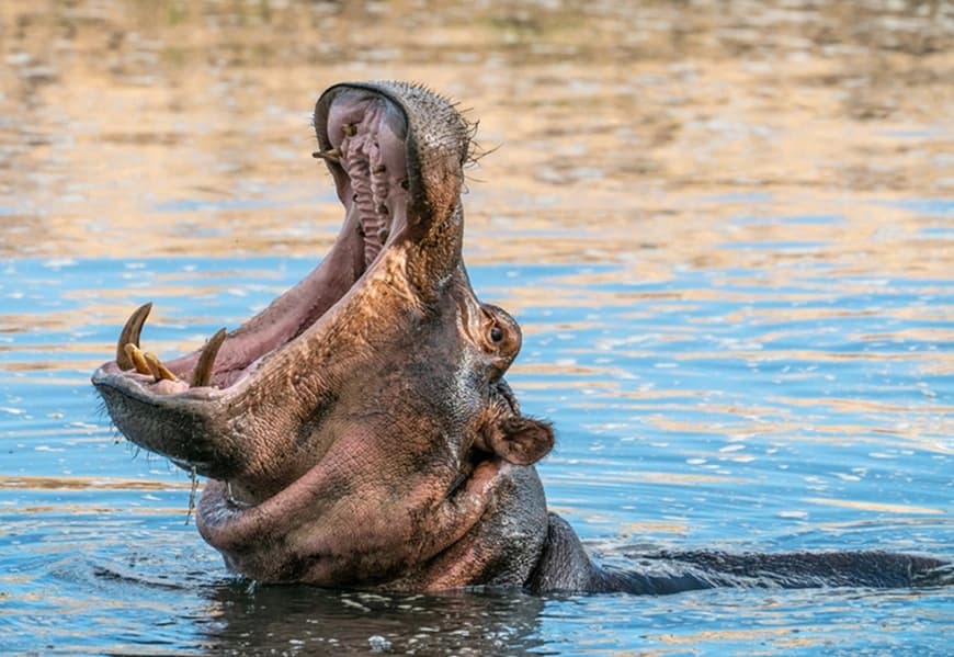 https://lykke-public-assets.s3.amazonaws.com/media/images/destination/41/tanzania-card-11.webp