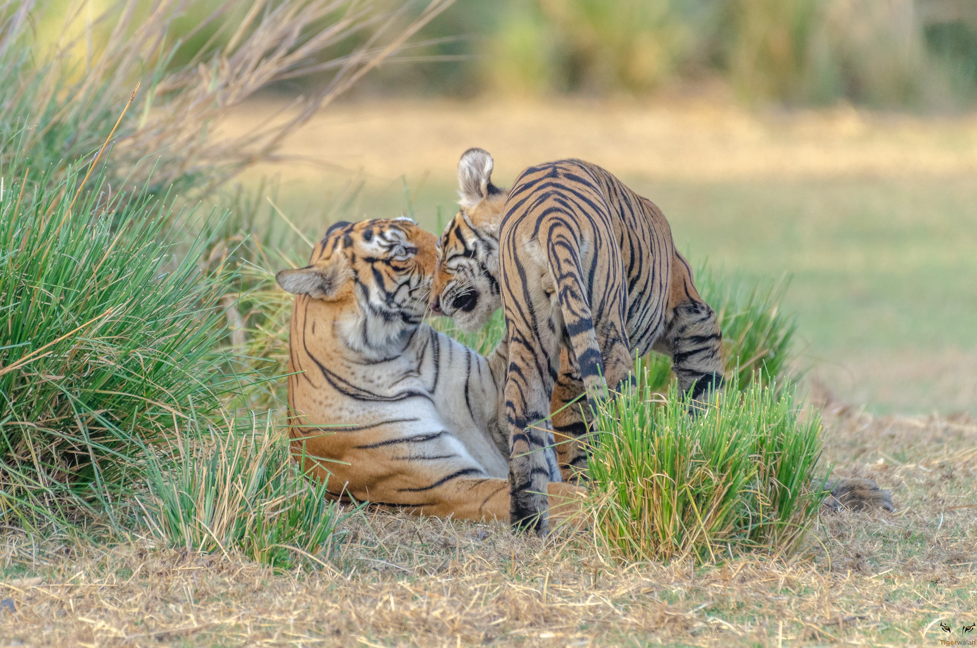 Ranthambore Tour
